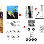 Entre splendeur et épouvante