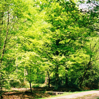 Forêt